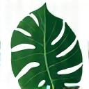 Icona di una foglia di monstera.